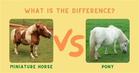 WHAT Is The Difference? Miniature Horse vs. Pony - The Horses Guide