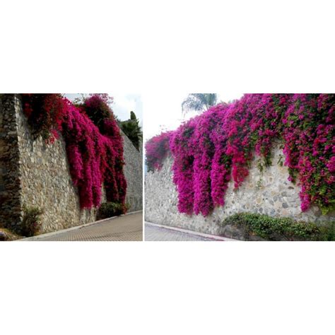 Bougainvillea spectabilis Mix Violet and Red Seeds - Price €1.95