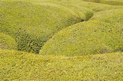 Green bush texture stock photo. Image of hedge, healthy - 8159306