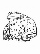 Toad coloring Pages sketch template