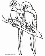 Printable bird coloring Pages  Parrot 01 sketch template