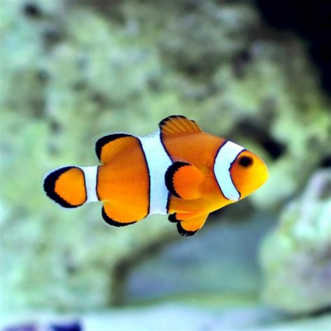 Clownfish – "OCEAN TREASURES" Memorial Library