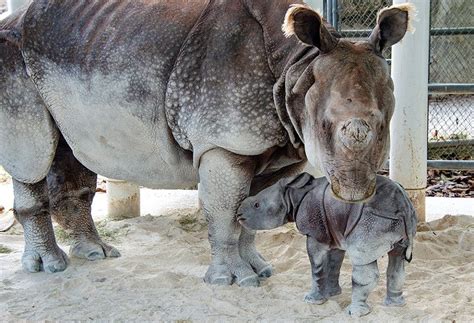 Baby Rhino Born At Zoo Miami: Photos | Miami, FL Patch