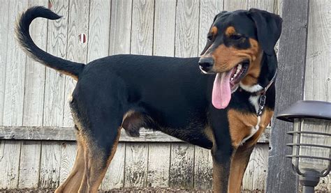 Beagleman – A Cross Breed of Beagle and Doberman Pincher