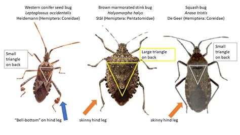 Stink, squash and seed bugs: Uninvited pests - - The Adirondack Almanack | Western conifer seed ...