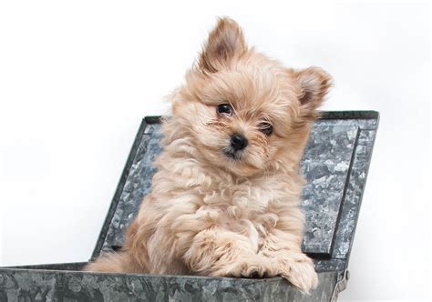 Pomeranian Cross Toy Poodle Puppies | Wow Blog