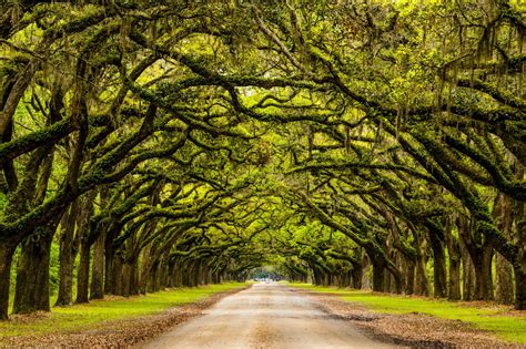 Oak Tree Tunnel Wormsloe Historic Site Savannah Georgia | Etsy