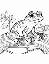 35 Frog Coloring Pages Cute Free Sheets sketch template