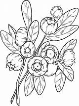 Blueberry coloring page  ColouringPages sketch template