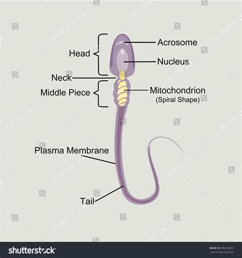 Structure Sperm Cell 库存矢量图（免版税）285378857 | Shutterstock