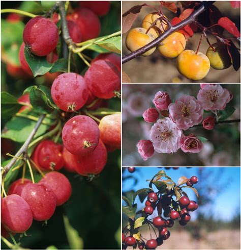 Malus 'Multiple Varieties' Crabapple | Garden Center Marketing