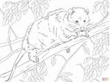 Virginia Opossum Coloring Page Sketch sketch template