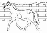 Printable Horse coloring Page  Download Print Or Color Online For Free sketch template