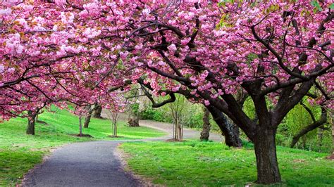 Cherry Blossom Japan 4k Ultra HD Wallpaper | Hintergrund | 3840x2160