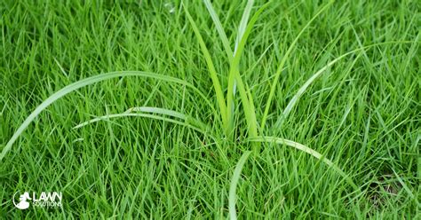 How do I remove Nutgrass from my lawn? - Lawn Solutions Australia