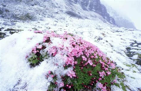 Types Of Flowers In The Arctic Tundra | Best Flower Site