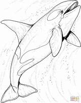 Orca Whale Coloring Page  Home sketch template