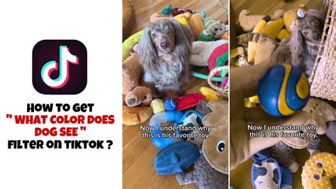 How to get Dog vision filter on tiktok | How to get what color do dogs ...