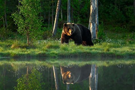 What Types Animals Are Found In The Taiga? - Labarbera Nexce2001