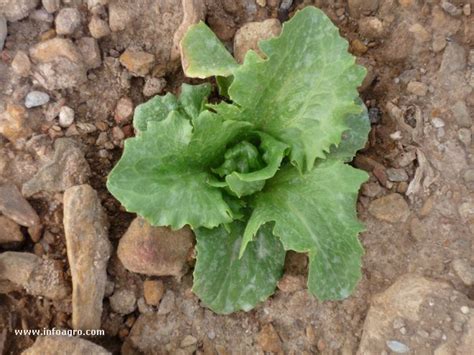 foto de lechuga iceberg