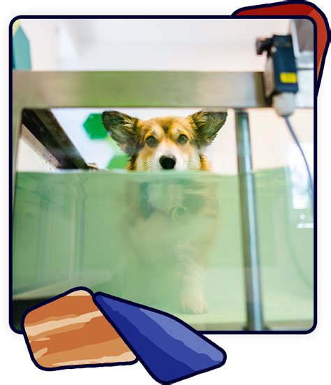 Underwater Treadmill Therapy - Vet in Nederland | Neighborhood Veterinary Centers