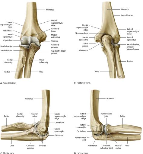 Elbow & Forearm - Atlas of Anatomy | Anatomy bones, Anatomy, Human ...