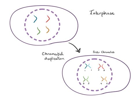 Meiosis Interphase