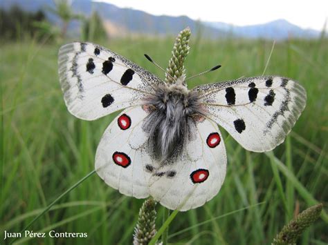 Pyrenees Wildlife Tour 2019. - GRANADA WILDLIFE a complete wildlife experience.