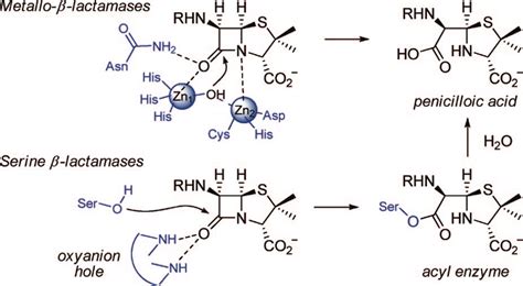 Hydrolysis of a penicillin by -lactamases. | Download Scientific Diagram