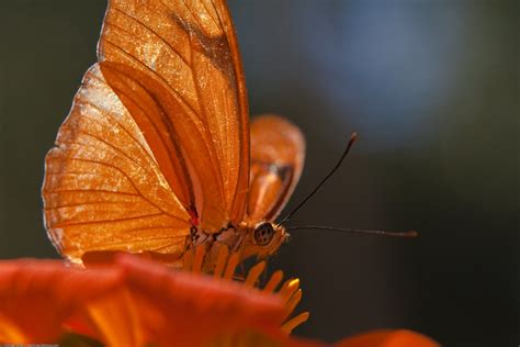 (very orange colored) Julia Heliconian (Dryas lulia or Dry… | Flickr