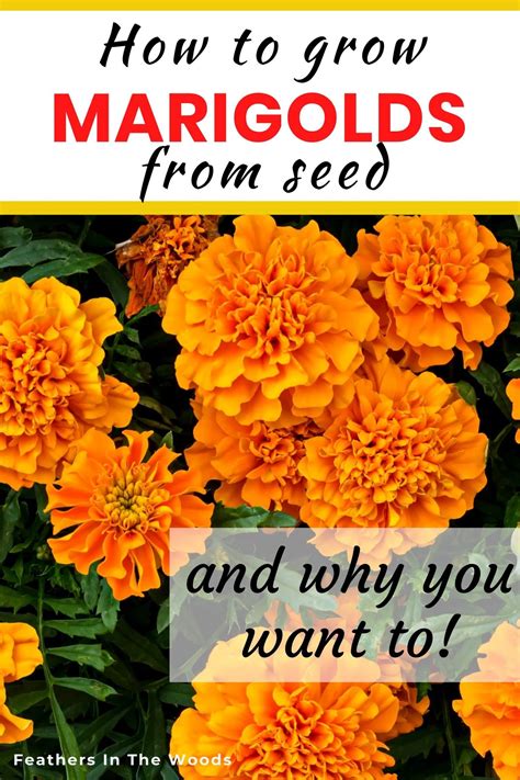 How Long Do Marigolds Take To Flower