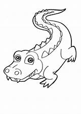 Caiman Coloring Pages  Nation sketch template