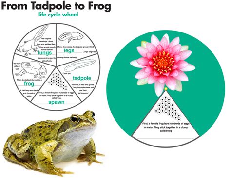 E is for Explore!: From Tadpole to Frog