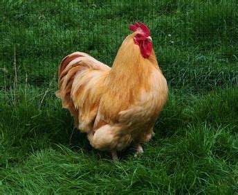 Buff Orpington - Rosie's Rare Breed Poultry