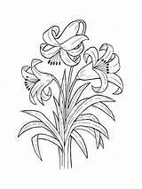 Easy Lily Coloring Pages sketch template