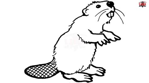 Beaver clipart easy, Beaver easy Transparent FREE for download on ...