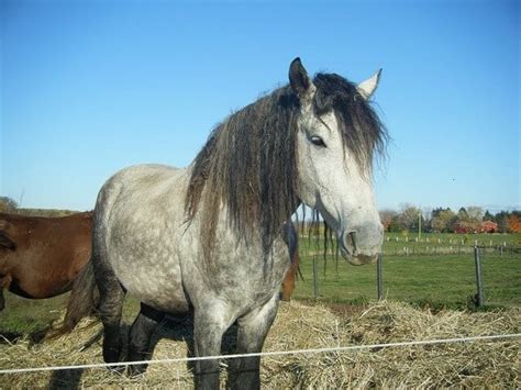 6 Things You Didn’t Know About The Bashkir Curly