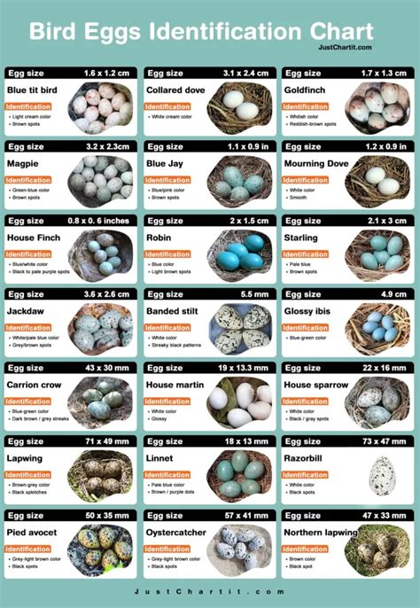 Bird egg identification chart - Color, Size & Identity Point