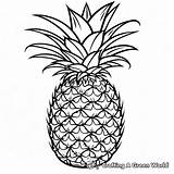 Pineapple Coloring Pages  Free & Printable sketch template