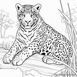 Jaguar Coloring Pages Color Outline Cheetah Head Printable Jaguars  sketch template