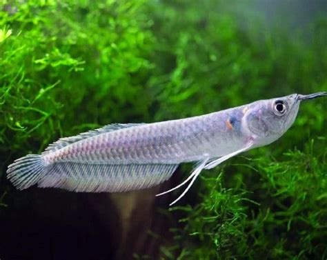 Silver Arowana – THE EVOLVED FISH