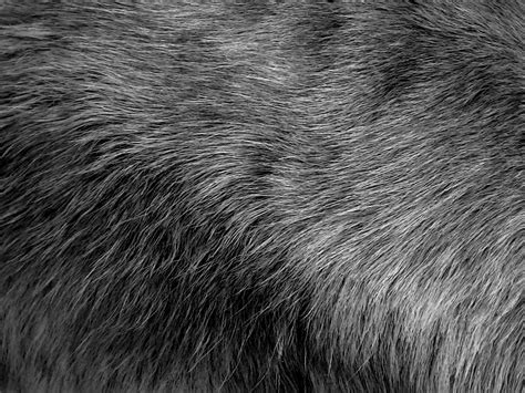 Gray Fur Background Free Stock Photo - Public Domain Pictures