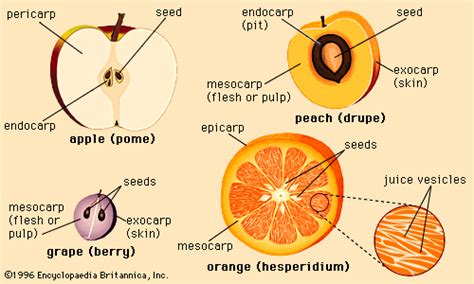 Fruit processing | Definition, Industry, Method, & Products | Britannica