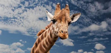 Do Giraffes Have Horns? - Worldwide Nature