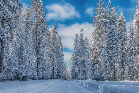 Download Snow Pine Forest Nature Winter HD Wallpaper