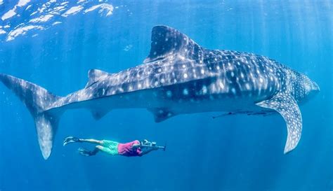 How to Find a Cheap Swimming with Whale Sharks Tour on Isla Mujeres - DIY Travel HQ