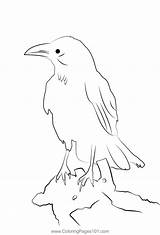 Carrion Crow 4 Coloring Page For Kids  Free Crows Printable sketch template