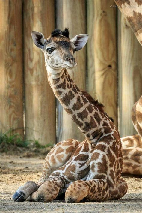 Cincinnati Zoo (With images) | Animals beautiful, Cute animals, Nature animals