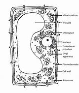 Plant Cells Coloring Pages At Tancannonblog Blog sketch template
