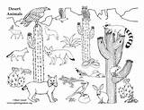 American Desert Animals More – Coloring Nature  sketch template